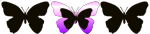 butterflies